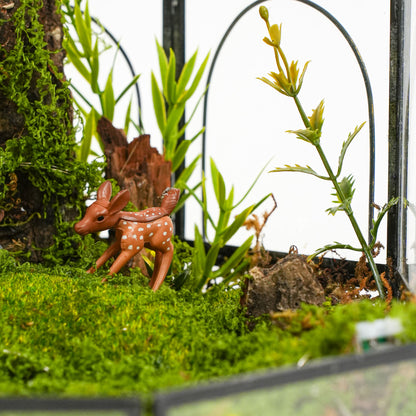 Wonderland Terrarium